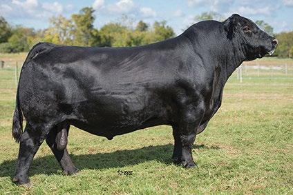 Lot 28 S R Emulation 8122 Reference Sire XXP bulls are remarkably long and deep with an abundance of muscle, along with being docile.