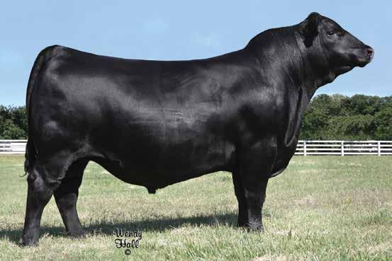 Coming Two Year Old Bulls VAR RANGER 3008 sire of Lot 22.