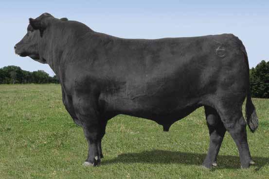 Predicted to sire daughters that will remain moderate in mature size and have the potential to weather environmental challenges, the grandam of this her sire is universally regarded as the greatest