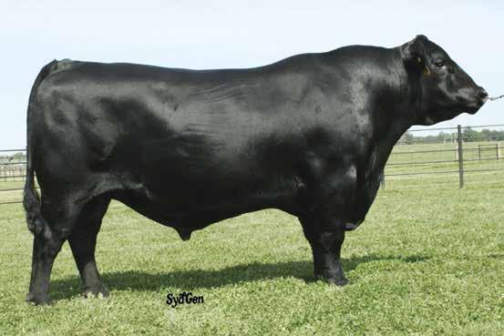 National Western was produced by dam that stacks the foundation carcass genetics excellence of C C & 7 and Prime Star.