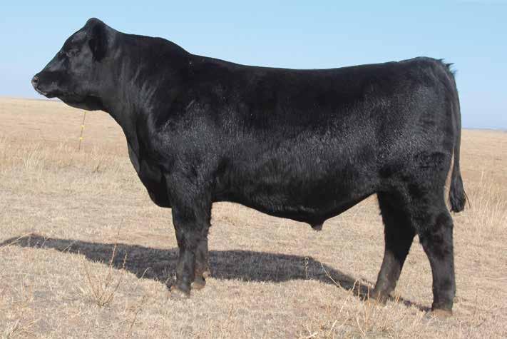 Performance Plus LOT 68 Among the top four bulls of this sale offering for Adjusted 205 day weight ratio, among the top five options for percent Heifer Pregnancy EPD and Rib Eye area measure EPD and