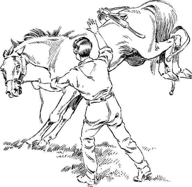 Bad to Harness BAD TO HARNESS Put on the Pulley Breaking Bridle, and have an assistant throw the harness on the horse without hurting him.
