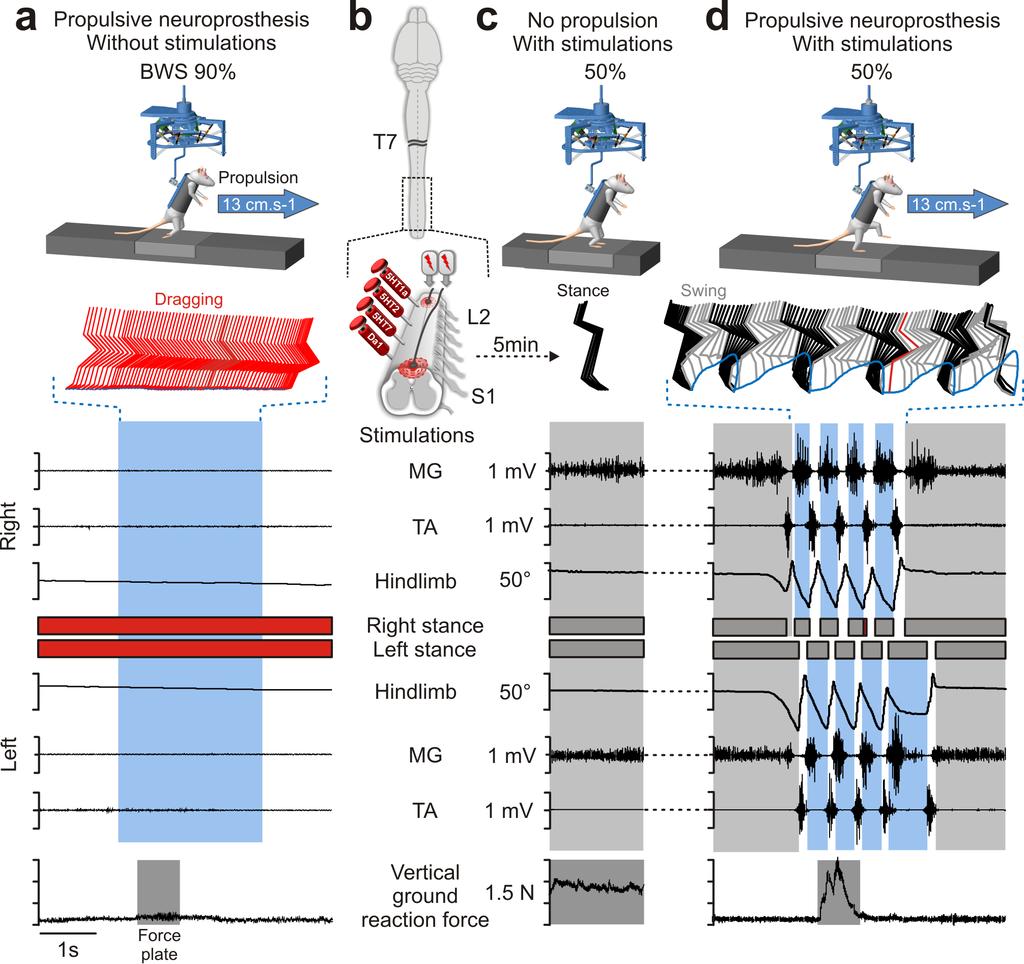 Supplementary Figure 6: The robotic propulsive neuroprosthesis enables coordinated overground locomotion in spinal rats a. Spinal rats were positioned bipedally in the robotic interface.