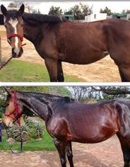 Sue Heasley Legends Cape Town Dear Equus We thought we would send you our before and after.