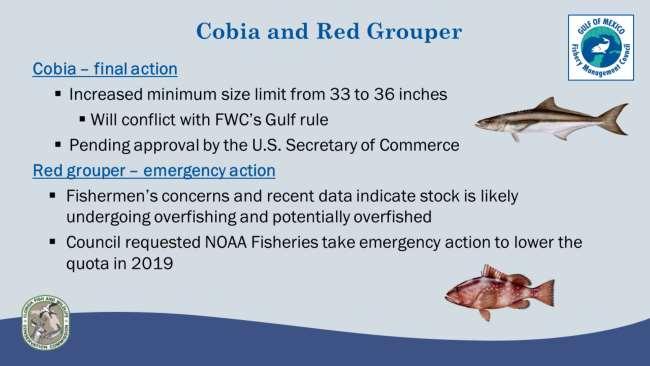 In October, the Council took final action to increase the cobia size limit from 33 to 36 inches fork length (FL) in Gulf federal waters based on concerns from stakeholders about the Gulf cobia stock.