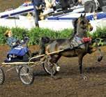 Mysterious Prince burst on to the scene under the direction of Nancy Flower and ownership of William Haines, taking a nearly-undefeated season in the two-year-old park harness ranks, a season that