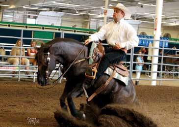 MORGANQUEST NATIVE SUN (Painters Pine Ridge x Niobrara Lady Evelyn by Niobrara Victory) The only stallion on the list who hails from the reining arena, MorganQuest Native Sun is an important one.