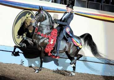 Conrady before selling to Ted and Elaine Olsen in California. Under the direction of Eric Antman at Magestic Stables, Elaine drove Arion to the 2013 Amateur Park Harness Reserve World Championship.