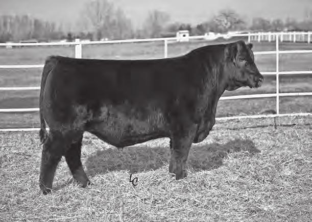 CARSTENS FARMS, LTD. Ellingson Identity 9104 - Sons sell as Lots 31, 32, and 33.