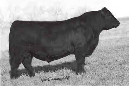 CARSTENS HERD SIRES AND PERFORMAN SIRES Ellingson Roughrider 4202 5.61 2.74 +96.42 +34.58 +136.