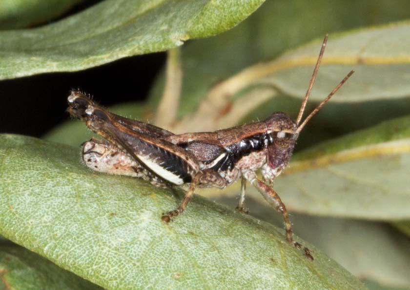 I. Introduction Endemics Toothcercus spurthroat grasshopper Melanoplus forcipatus St.