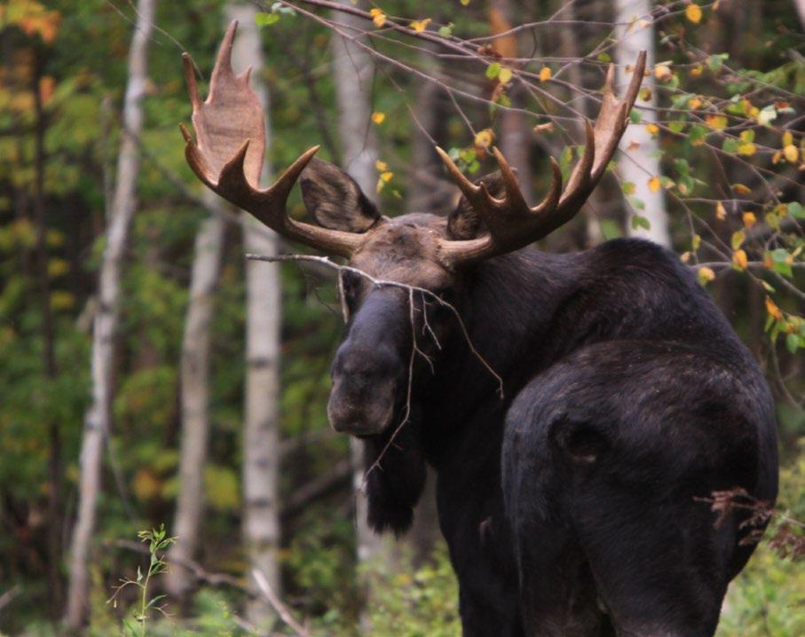Your tour will include fascinating facts about Maine wildlife, Maine moose and the Maine