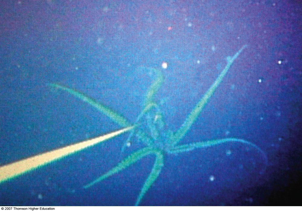 This first image ever captured of a living giant squid.