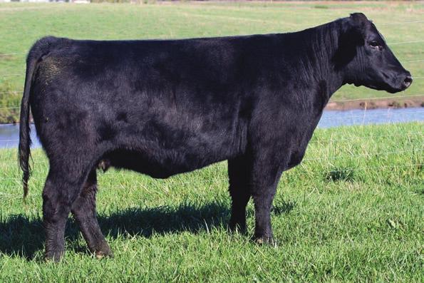 Lot 11 Lot 12 Calf of Lot 12 14 2017 RISING STARS 11 MISS FRICTION 165 BD: Spring 2011 Composite SIRE: Friction DAM: Angus AI: 5.