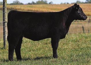 Soft sided and not straight, we sold her monopoly calf as tag 19 this fall sale. Bred to the Heat Wave son Daddy s Boy. I really think he s an under the radar sire.