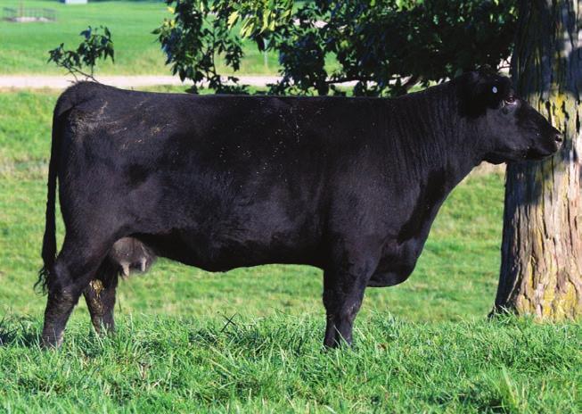 13 MISS BUSINESS 116 BD: Spring 2011 Composite SIRE: Nutt N Butt Business DAM: Angus AI: 5.