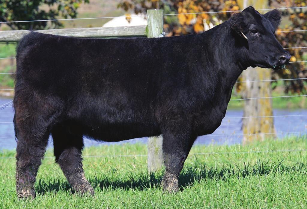 20 2017 RISING STARS 22 MISS MONEY 621 BD: Spring 2016 Composite SIRE: Daddy s Money (I 80) DAM: Affliction x