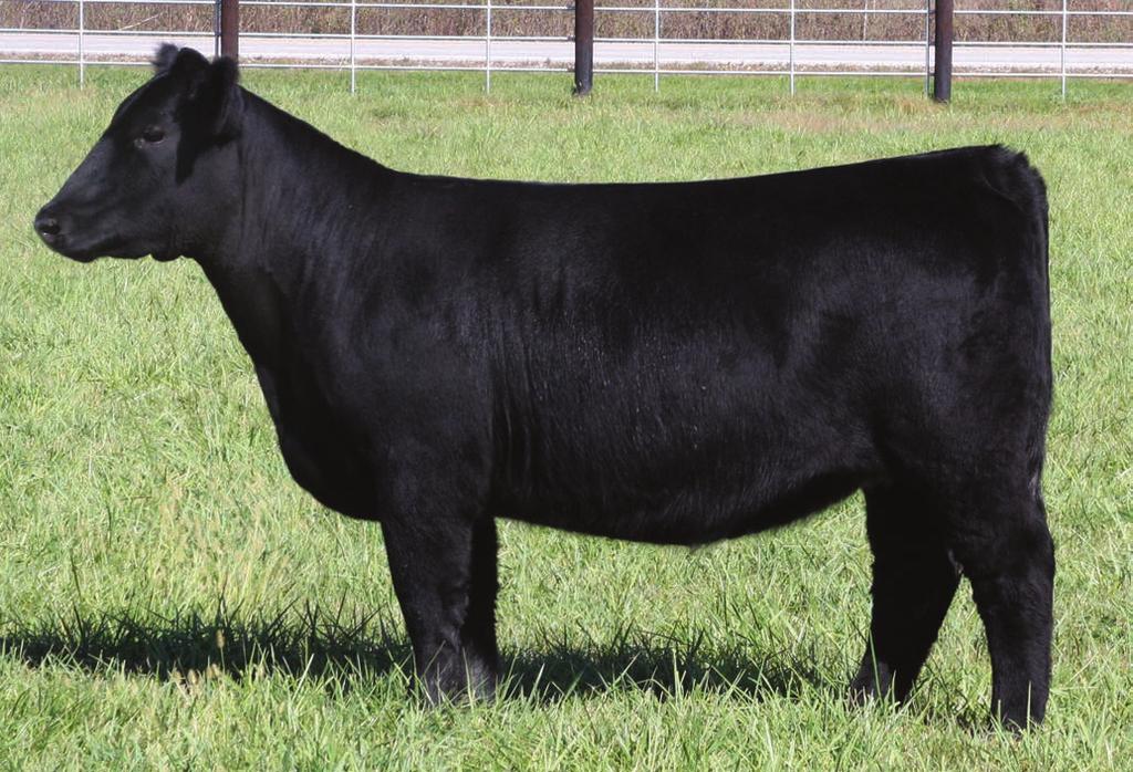 27 MISS ALL DRIVE BD: Spring 2016 SIRE: All That Matters DAM: Hard Drive AI: 3.