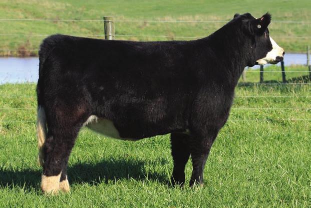 36 MISS LIGHTS OUT 618 BD: Spring 2016 SIRE: Lights Out (Wisdom x Ali) DAM: Broker x Angus AI: 5.8 to Simplify PE: Mr.