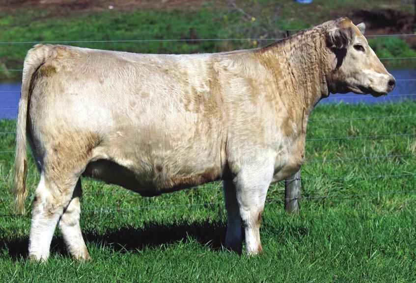 45 MISS MVP 606 BD: FALL 2015 Composite SIRE: