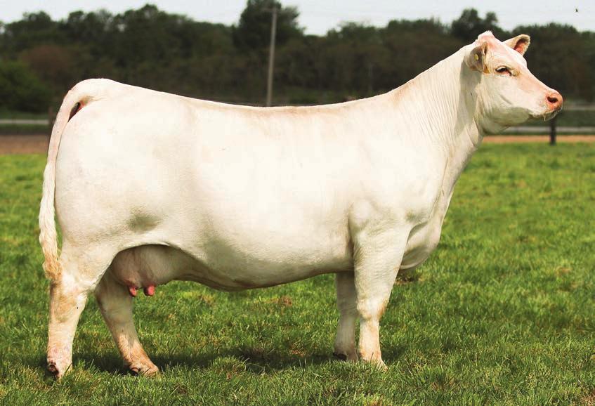 49 DC MS MAJOR 653 SIRE: Major McKee DAM: DC MS Majestic This mating will be a full sib to the Charlene donor.