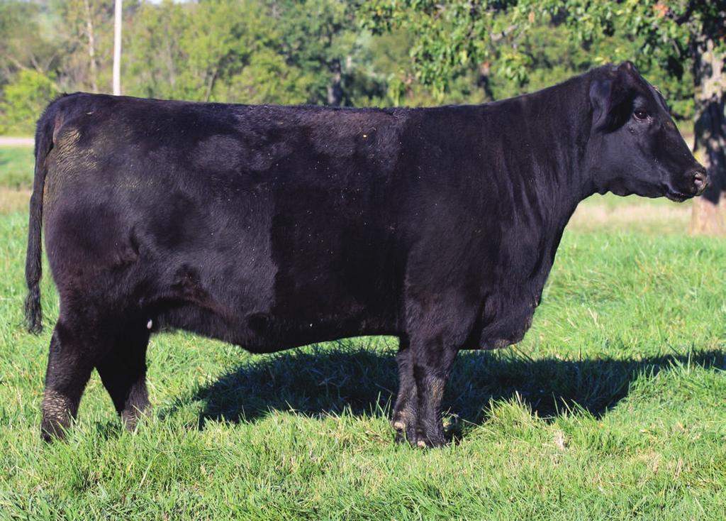 40 2017 RISING STARS 50 FANCY 238 EMBRYOS 3 NO. 1 EMBRYOS SIRE: TC Stockman 365 DAM: Fancy (9FB3) MATING: Insight x Fancy 238 This mating will result in PB Angus progeny that everyone desires.
