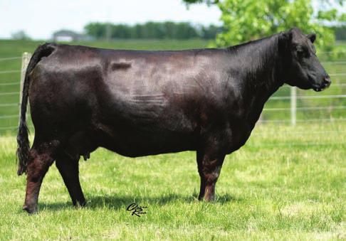 52 BIG MOMMA II EMBRYOS 3 IVF, NON SEXED SIRE: Angus DAM: 012 Full Throttle MATING: M2O x Big Momma II Big Momma just keeps rolling up her income total around here.