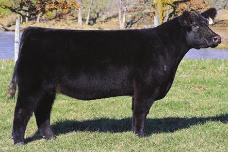 53 BULLET OWNER: Robert Taverner SIRE: Friction DAM: Joan of Arc (Heat Seeker) Last years high seller and one high revenue cow. Now Robert Taverner gets to collect the revenue this year.