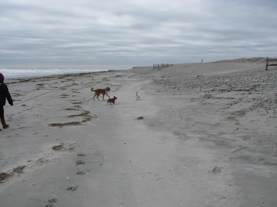The project beach berm was overwashed and flattened as wave run up reached the seaward dune toe. Storm wave energy was absorbed by the project beach that limited damage to the seaward dune slope.