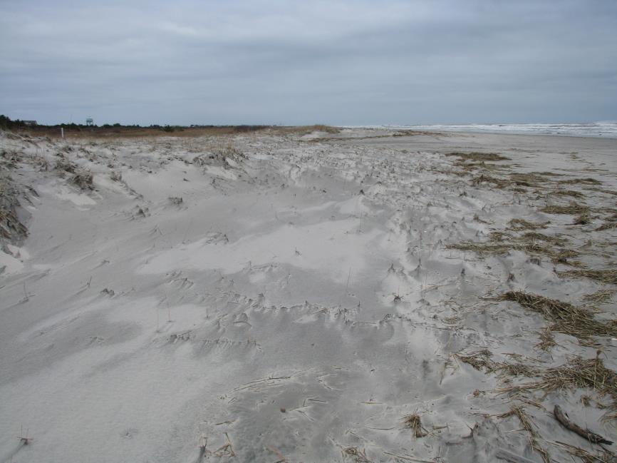 expanded seaward onto the beach. View 8b is a view looking north along the dune toe immediately following Saturn.