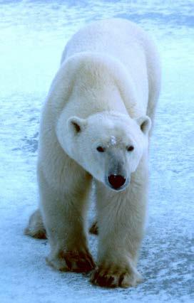 Animals in Danger: Polar Bears Kodak and his mother live in the Arctic. They spend much of their time swimming from ice flow to ice flow in search of food.