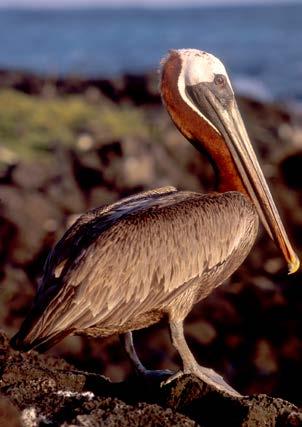 Animals in Danger: Brown Pelicans Sklya is a beautiful Brown Pelican who is very sad. Every year she flies down from her summer home in Canada to lay her eggs in Florida.
