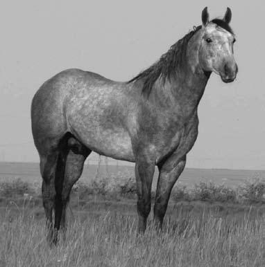 Reference Sire Pure Performance Bred Owners: Gray Stallion #453132 5/11/02 Sun Frost Guy Lady Beaver Tom Baker Tequila Nifty Lady Tequila Doc s Little Sap Little Peppys Vixen TR HIckory Mr