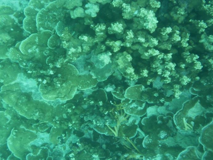 coral (in particular Porites-rus, Porites-massive and Porites.