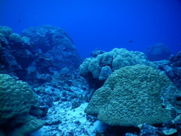 site. Figure 28 Benthic habitats of the outer reefs of the Kehpara MPA