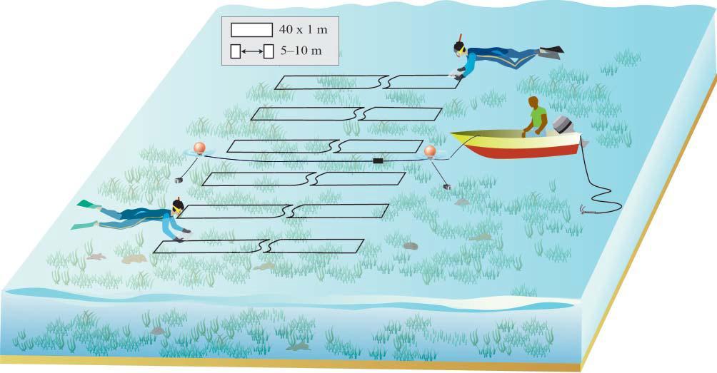 Figure 35 Diagrammatic representation of the reef benthos and soft benthos transect method.