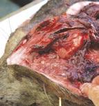 Autopsy: Wound canal: Ca. 12-15cm. Crushed bones could be detected by palpation at entrance wound.