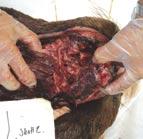 Brain completely destroyed. Shot II: Torso no. 1: Adult grey seal. Head size: 45.8cm. Neck. Left side.