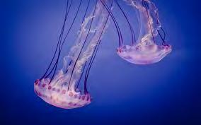Decorate the paper plate. Search for images of jellyfish online if you want to be precise with the characteristics.