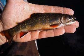 Wisconsin Regulations Superior Basin Information Basin Special Projects About Lake Superior Basin Plan Forestry Basin Forests Brook trout displaying lake coloration Or, is it a Stream source brook