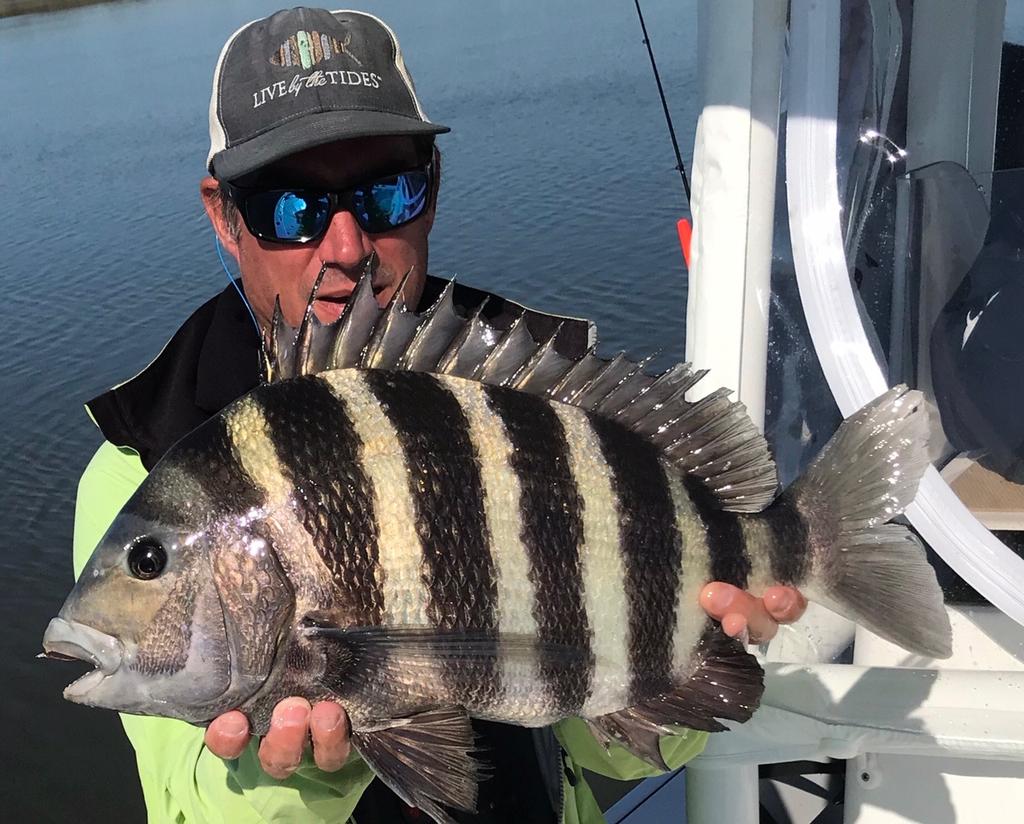 Our Captain Kevin Rose of Miss Judy Charters has been doing a little fun fishing, but in his case you could really call it catching! Nice Sheepshead for sure!