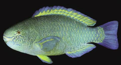 Chlorurus perspicillatus x C. sordidus, a hybrid parrotfish from the Hawaiian Islands C. sordidus (Forskål) (terminal phase male shown as Fig. 3).