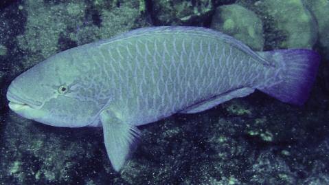 Chlorurus perspicillatus x C. sordidus, a hybrid parrotfish from the Hawaiian Islands In January 2005 Kevin F.
