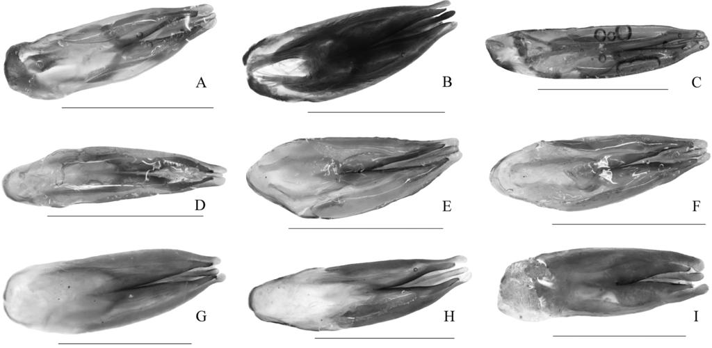 TAXONOMY OF THE CHINESE BLINDUS SPECIES (COLEOPTERA, TENEBRIONIDAE) 207 Fig. 9. Aedeagus of Blindus, dorsal view: A = B. contractus sp. n., B = B. discolor sp. n., C = B.