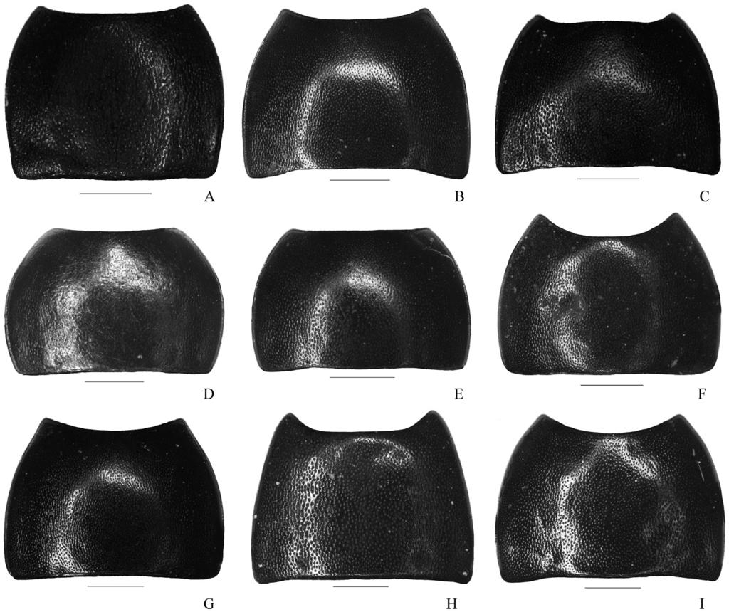 202 LIU, S.-S. & REN, G.-D. Blindus discolor sp. n. (Figs 1 11B) Type material Holotype, male, Beijia Mountain, Danba County, Sichuan, China, 29. vii. 1999, Guo-Dong Ren leg. (MHBU).