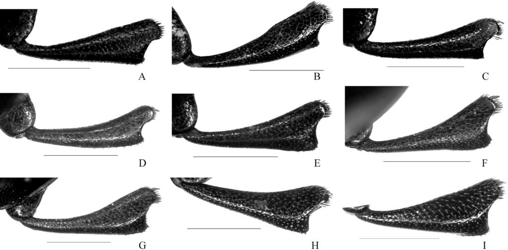 204 LIU, S.-S. & REN, G.-D. Fig. 5. Protibiae of Blindus, dorsal view: A = Blindus contractus sp. n., B = B. discolor sp. n., C = B. curvotibius Ren et Zhang, 2010, D = B.