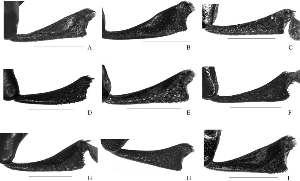 thibetanus (Fairmaire, 1897). Scale bars = 1 mm. Fig. 6. Protibiae of Blindus, ventral view: A = Blindus contractus sp. n., B = B. discolor sp. n., C = B. curvotibius Ren et Zhang, 2010, D = B.