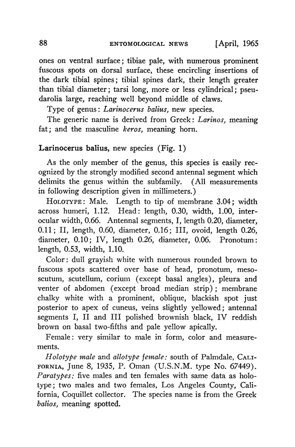 88 ENTOMOLOGICAL NEWS [April, 1965 ones on ventral surface; tibiae pale, with numerous prominent fuscous spots on dorsal surface, these encircling insertions of the dark tibial spines; tibial spines