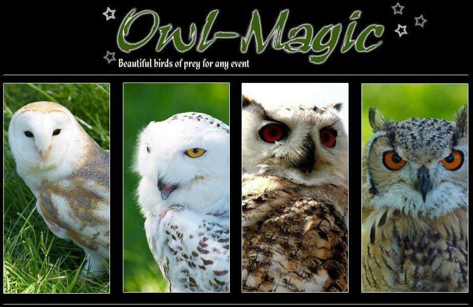 sparrow to our largest Galaxy, the milky eagle owl. All our birds are hand reared and enjoy human interaction. We are well travelled not only in Ayrshire but all over Scotland!