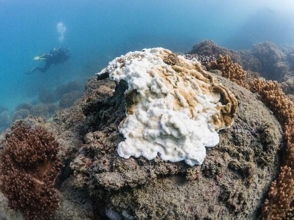 On average, bleaching affected 34% of each coral colony, ranging from 15-63% (Fig 4).